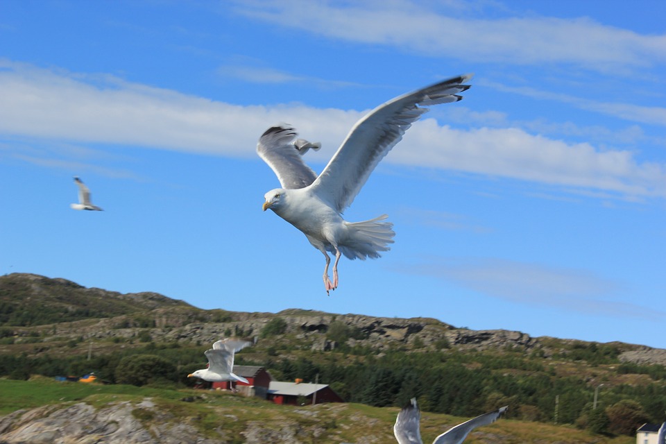 seagull-263580_960_720.jpg